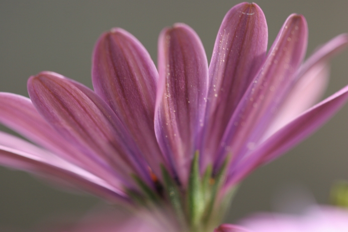 Macro fleurs La Tour - 055